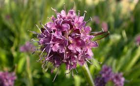 jatamansi Essential Oil